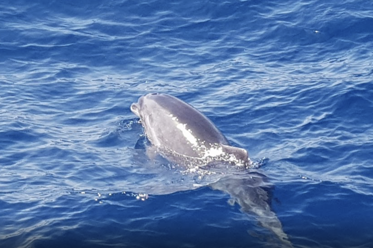 alt="Family friendly Dolphin and whale boat trip Gran Canaria”