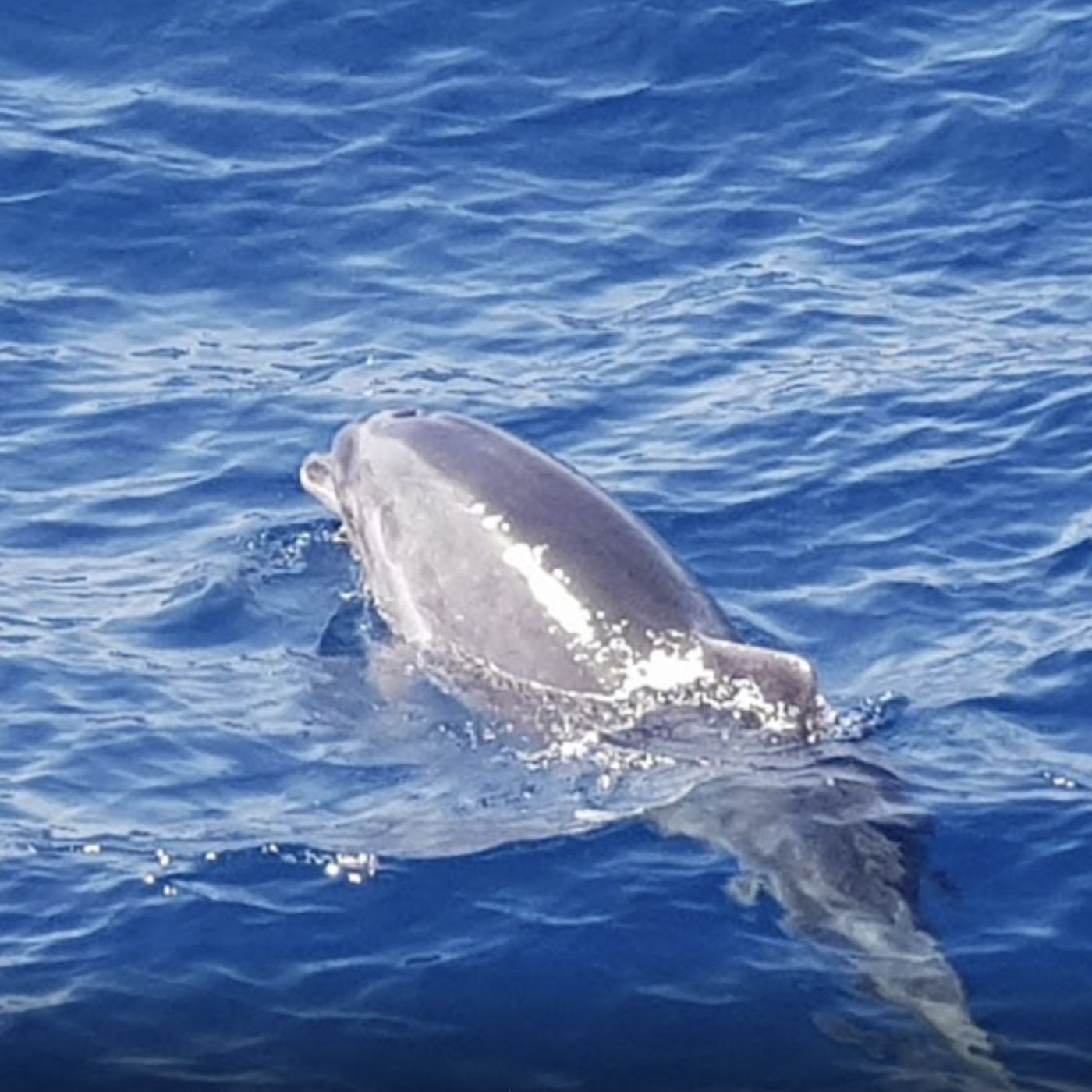 alt="Family friendly Dolphin and whale boat trip Gran Canaria”