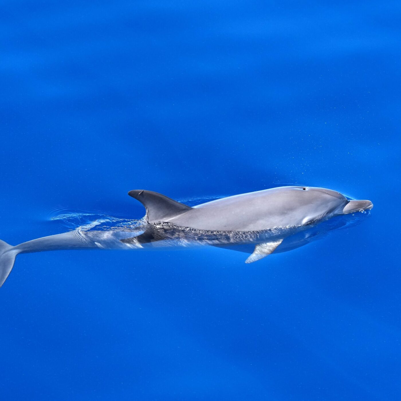 alt="Family friendly Dolphin and whale boat trip Gran Canaria”