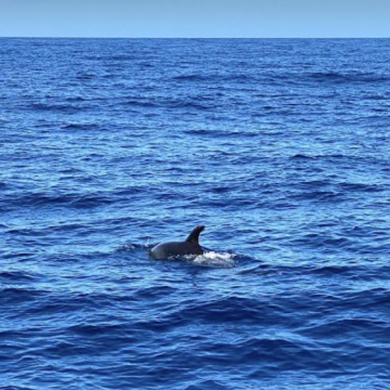 alt="Family friendly Dolphin and whale boat trip Gran Canaria”